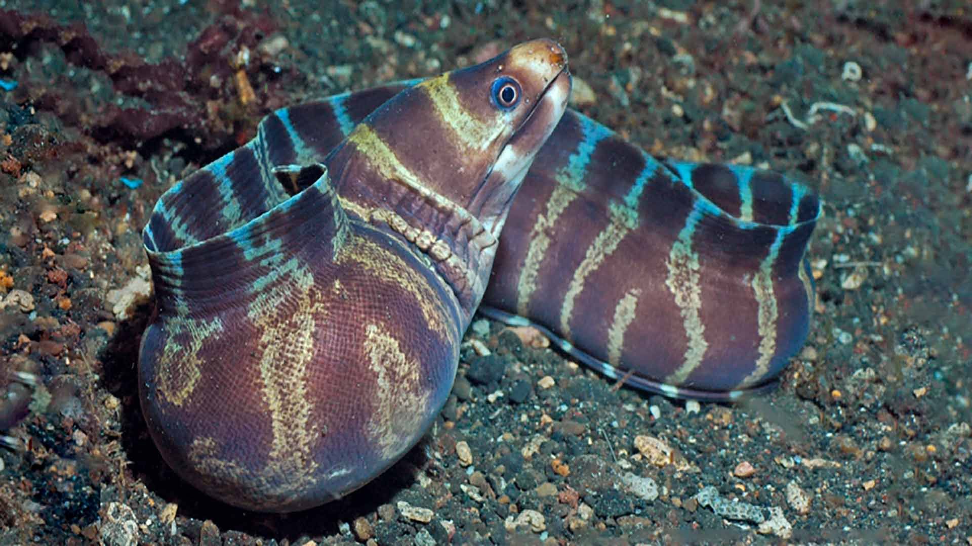 Ringelmuräne Poema Del Mar Aquarium Gran Canaria