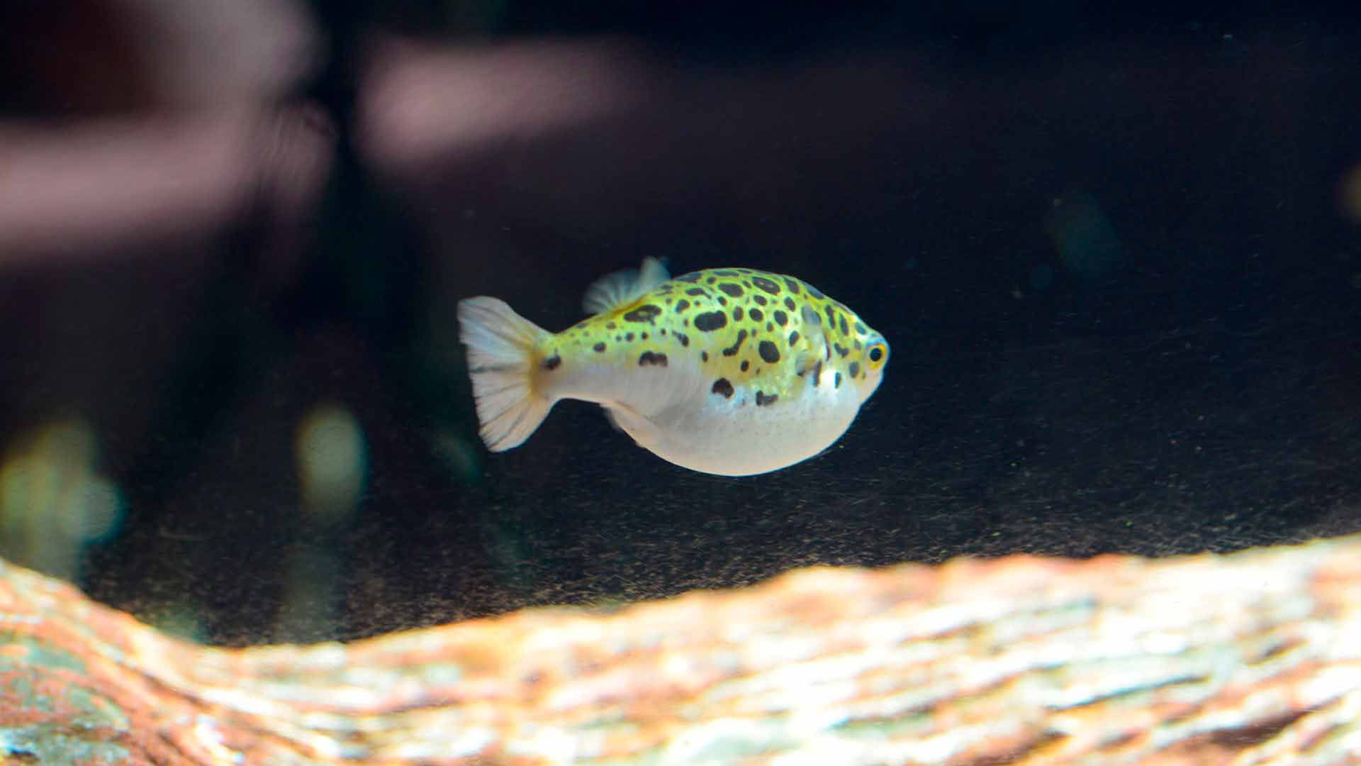 Puffer Verde