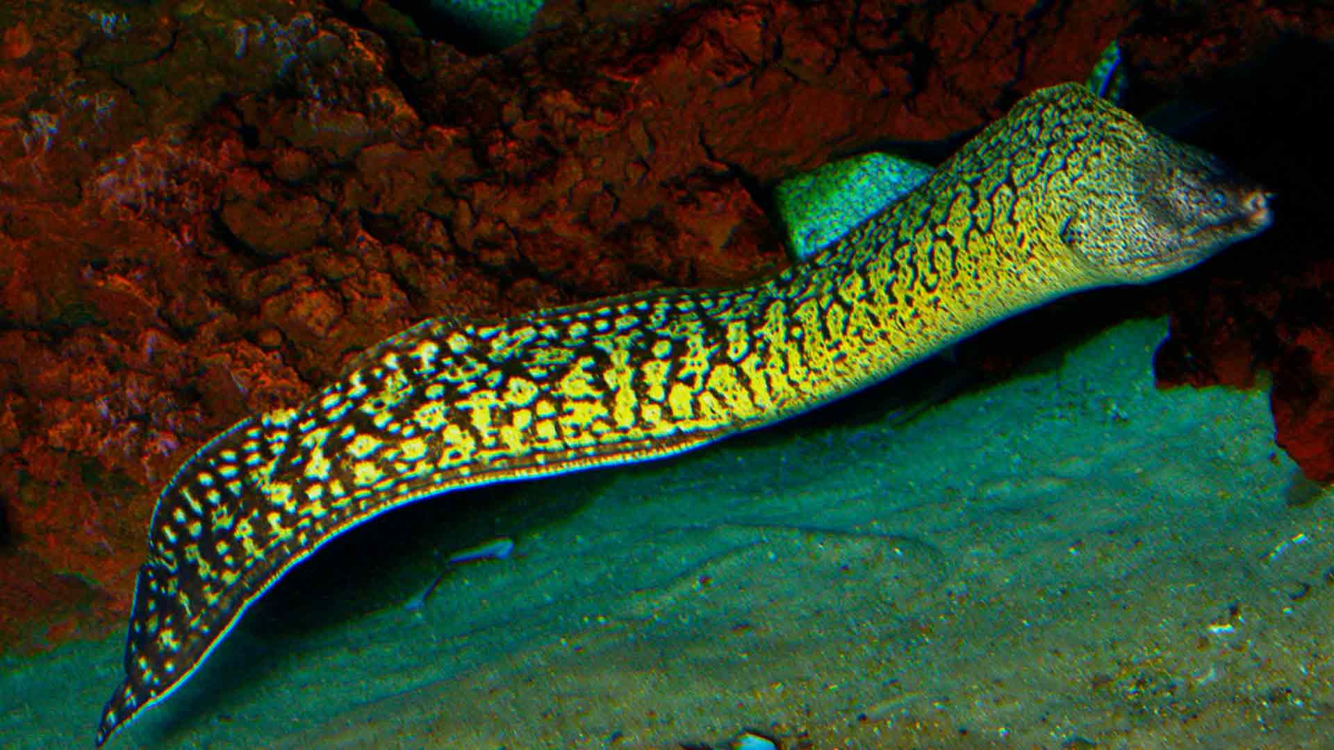 Mittelmeer-Muräne Poema Del Mar Aquarium Gran Canaria