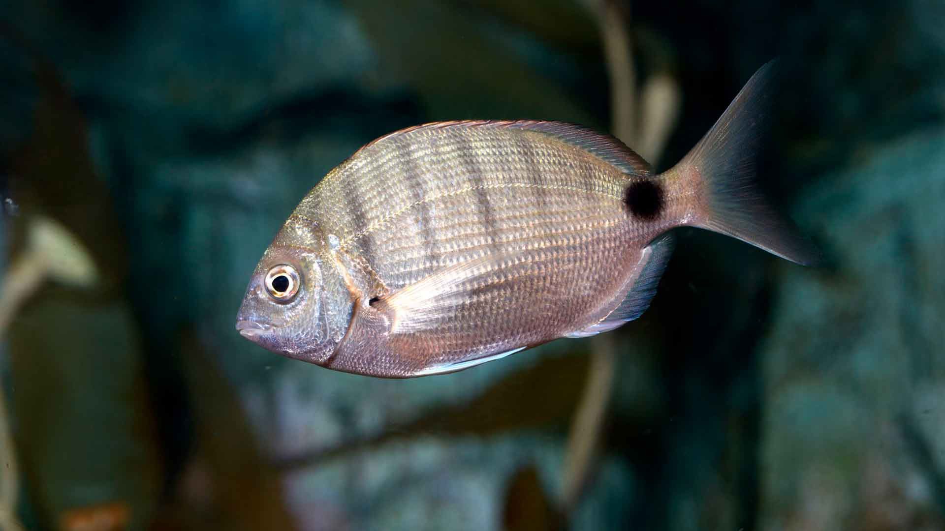 Geißbrassen Poema Del Mar Aquarium Gran Canaria