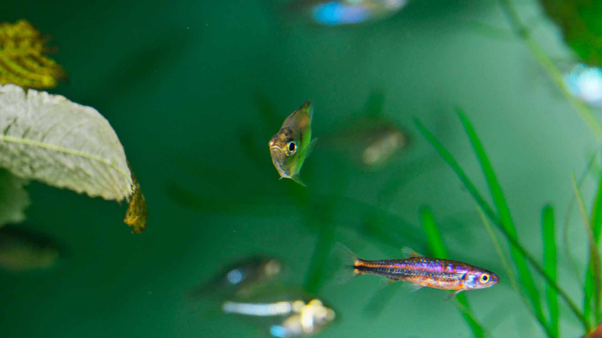 Pez Cristal de Aleta Alta