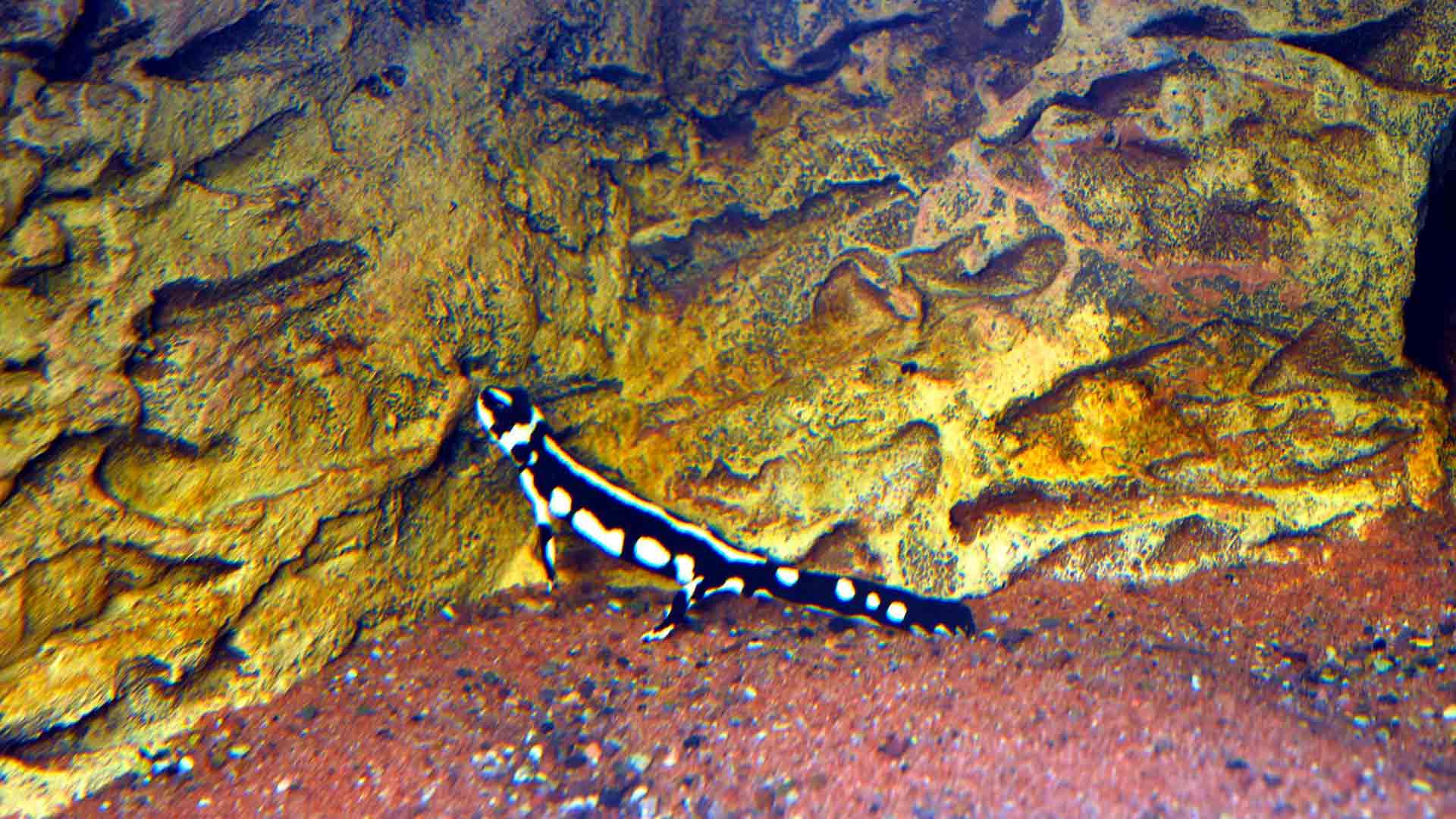 Triton Punteado de Kayser