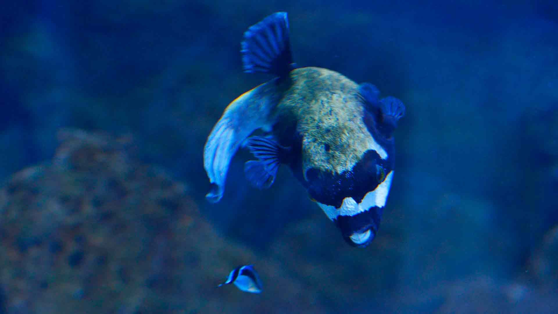 Pez Lobo Enmascarado del Mar Rojo