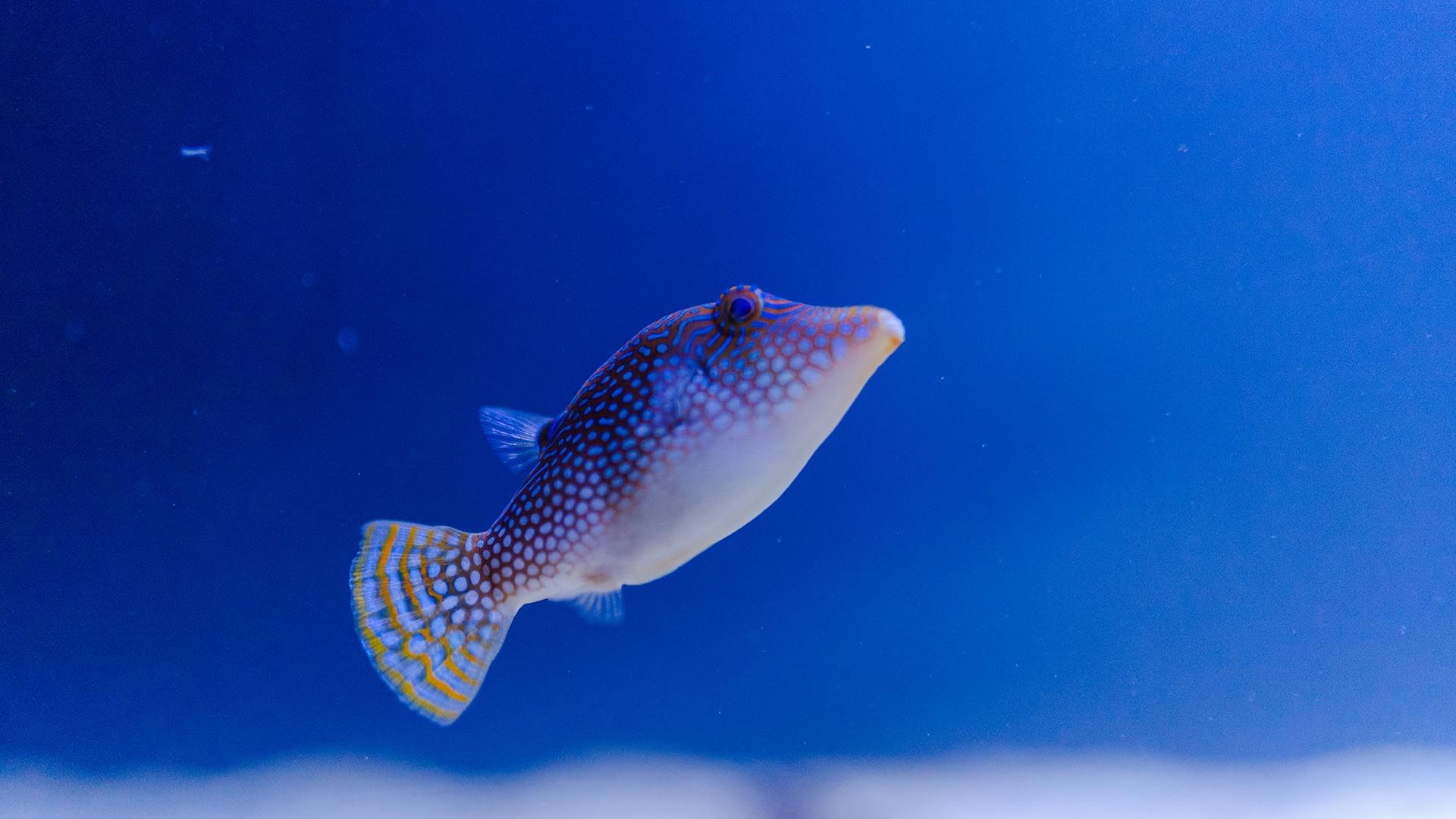 Sattel-Spitzkopfkugelfisch Poema Del Mar Aquarium Gran Canaria