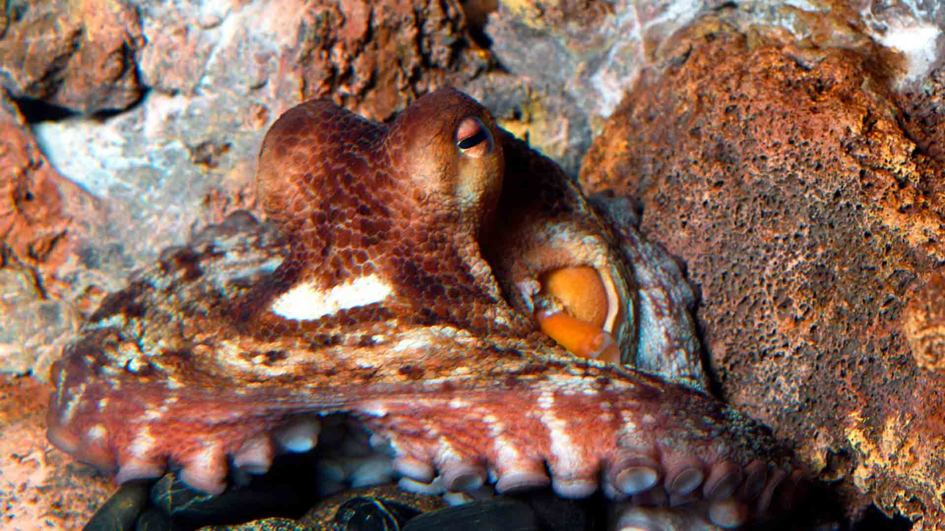 Pulpo Común