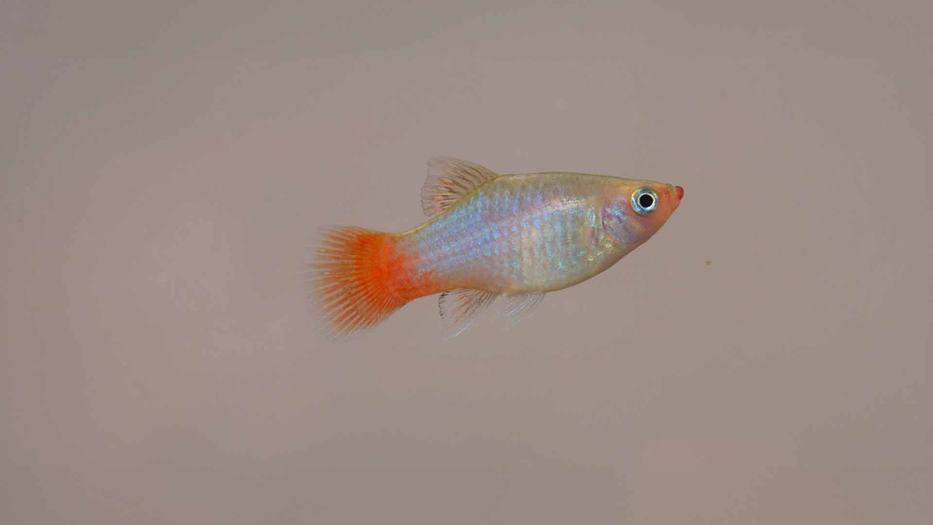 Carpín Mexicano de Cola Roja