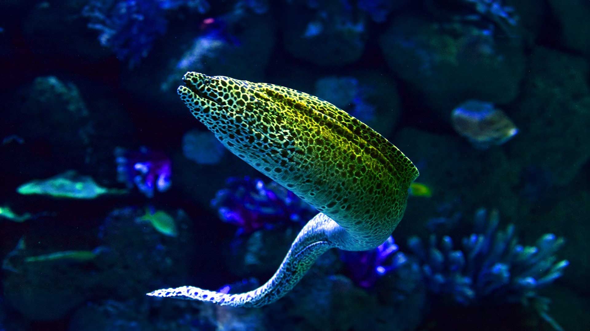 Enciclopedia Página 03