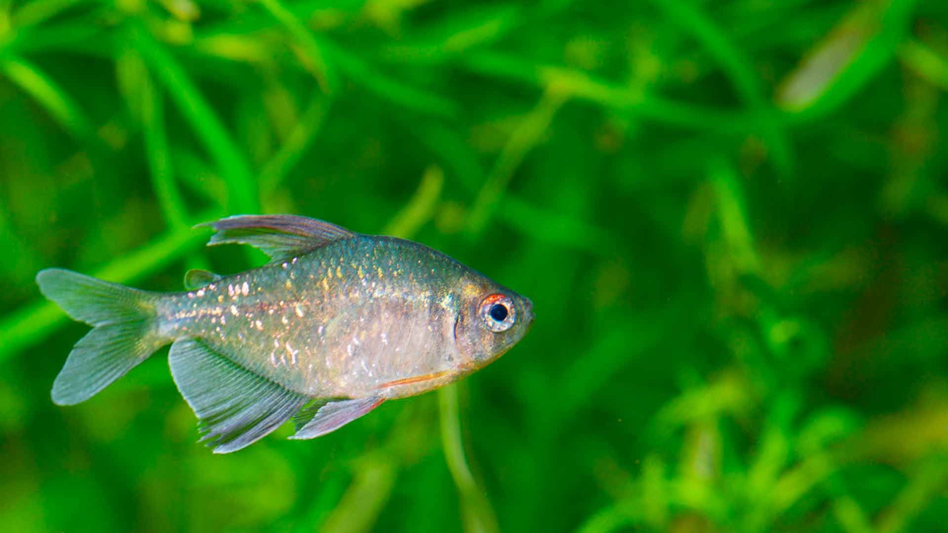 Tetra Diamante