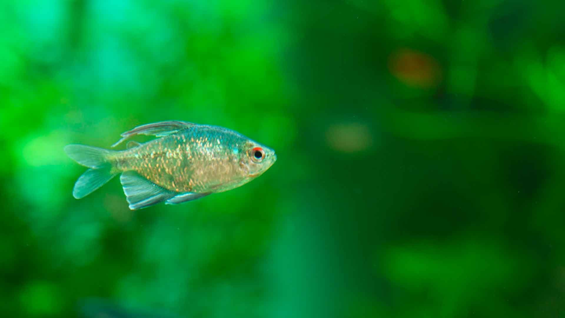 Tetra Diamante