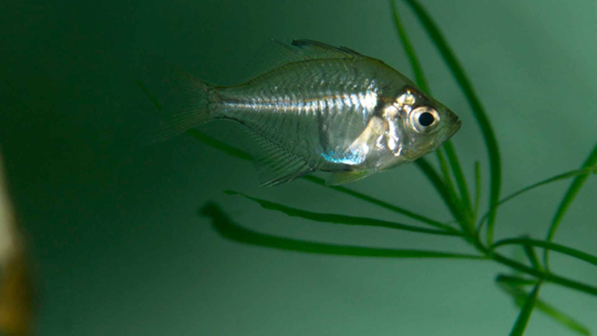 Pez Cristal de Aleta Alta