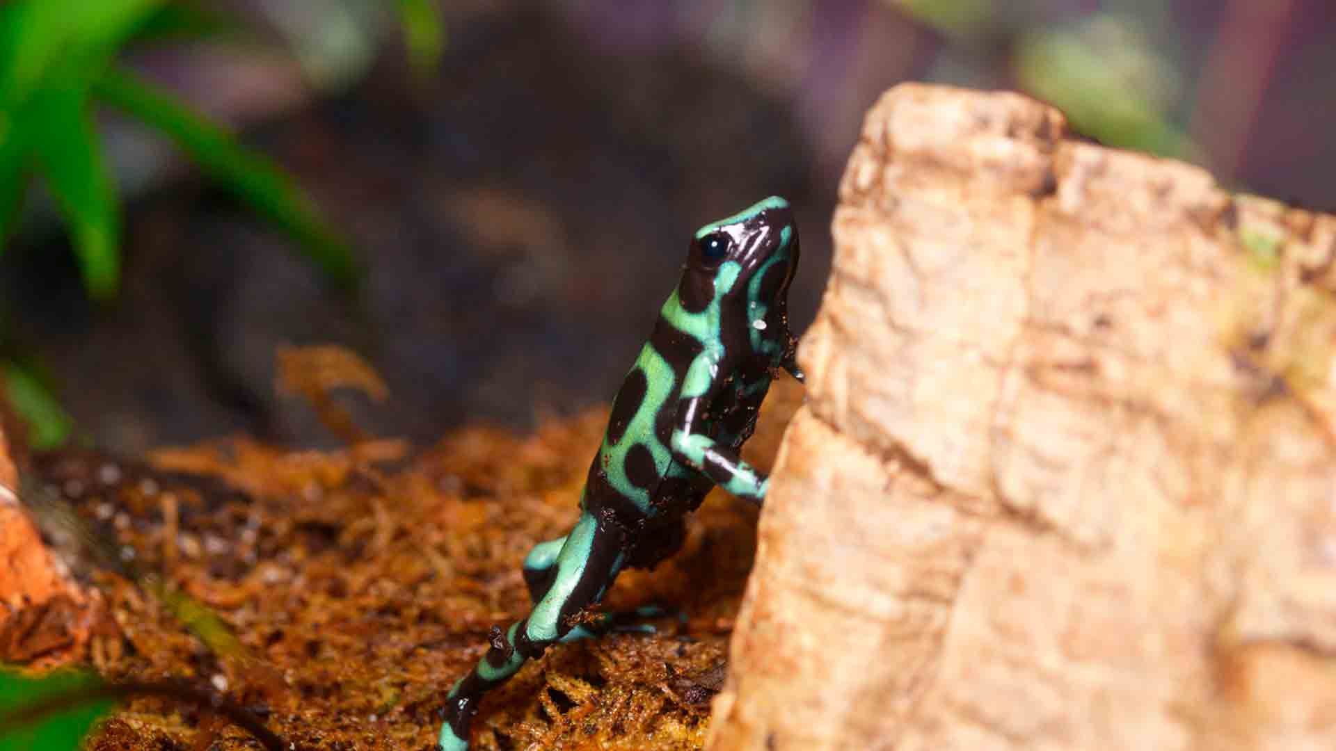 Rana Flecha Verde y Negra