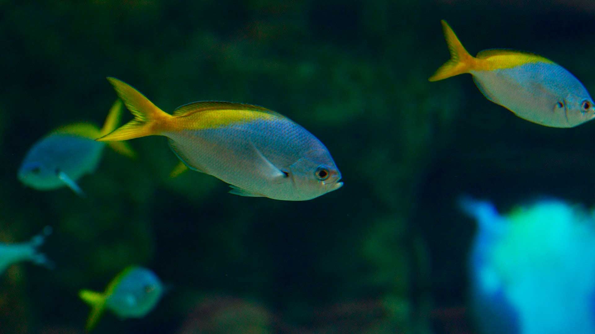 Pez Fusilero de Cola Amarilla