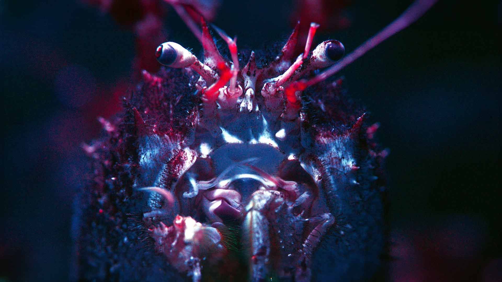 Cangrejo Gigante de Profundidad