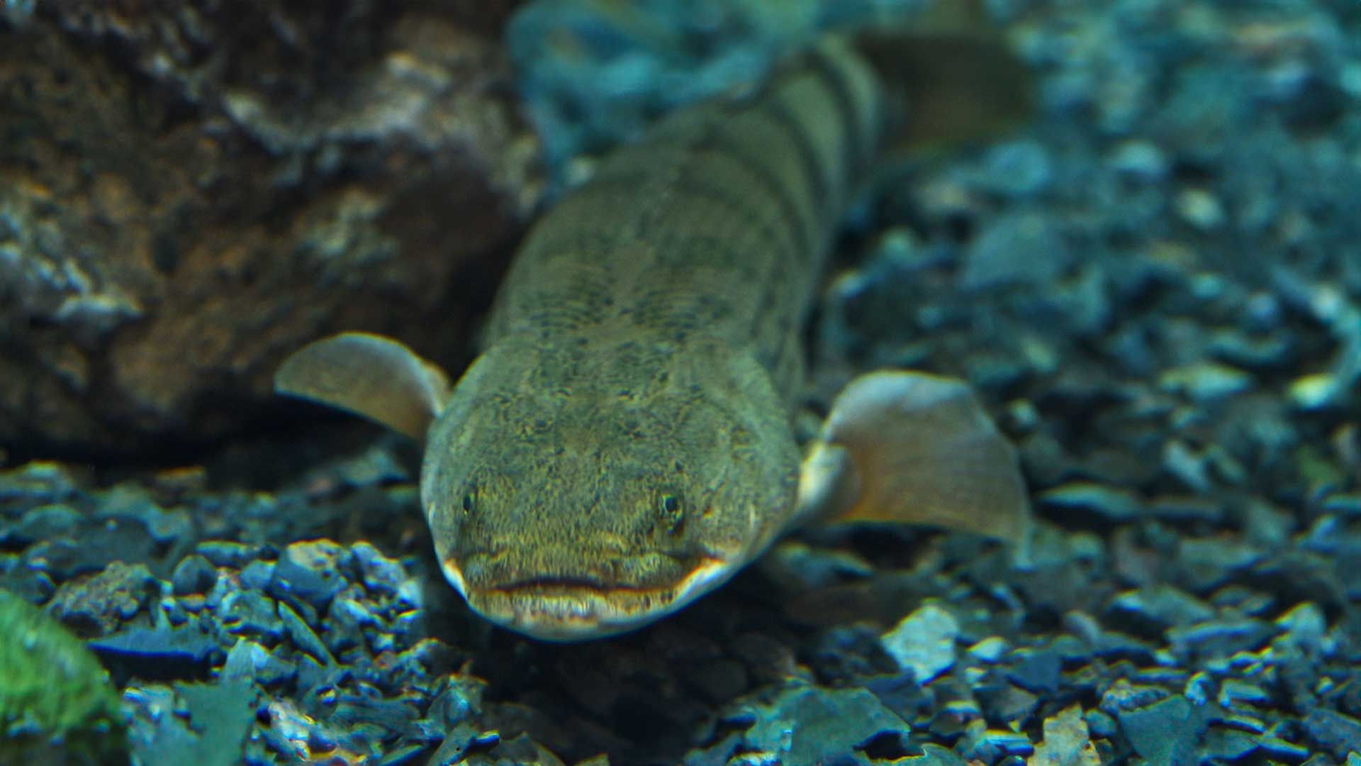 Bichir del Congo