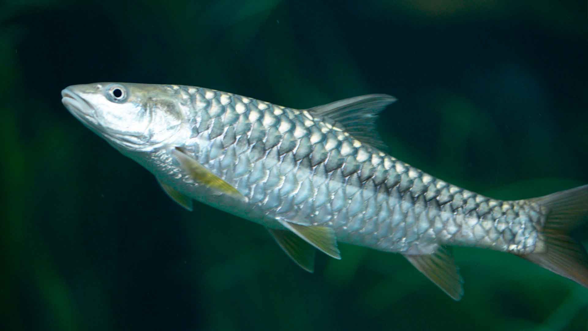 Thor Poema Del Mar Acuario Gran Canaria