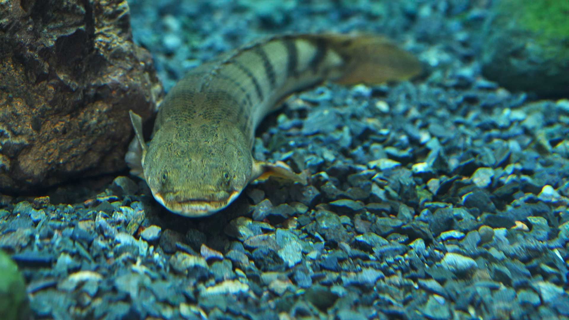 Bichir del Congo