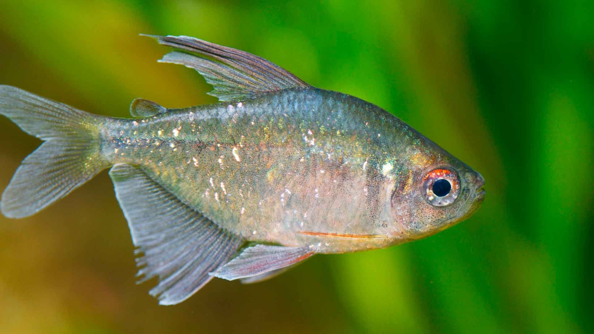 Tetra Diamante
