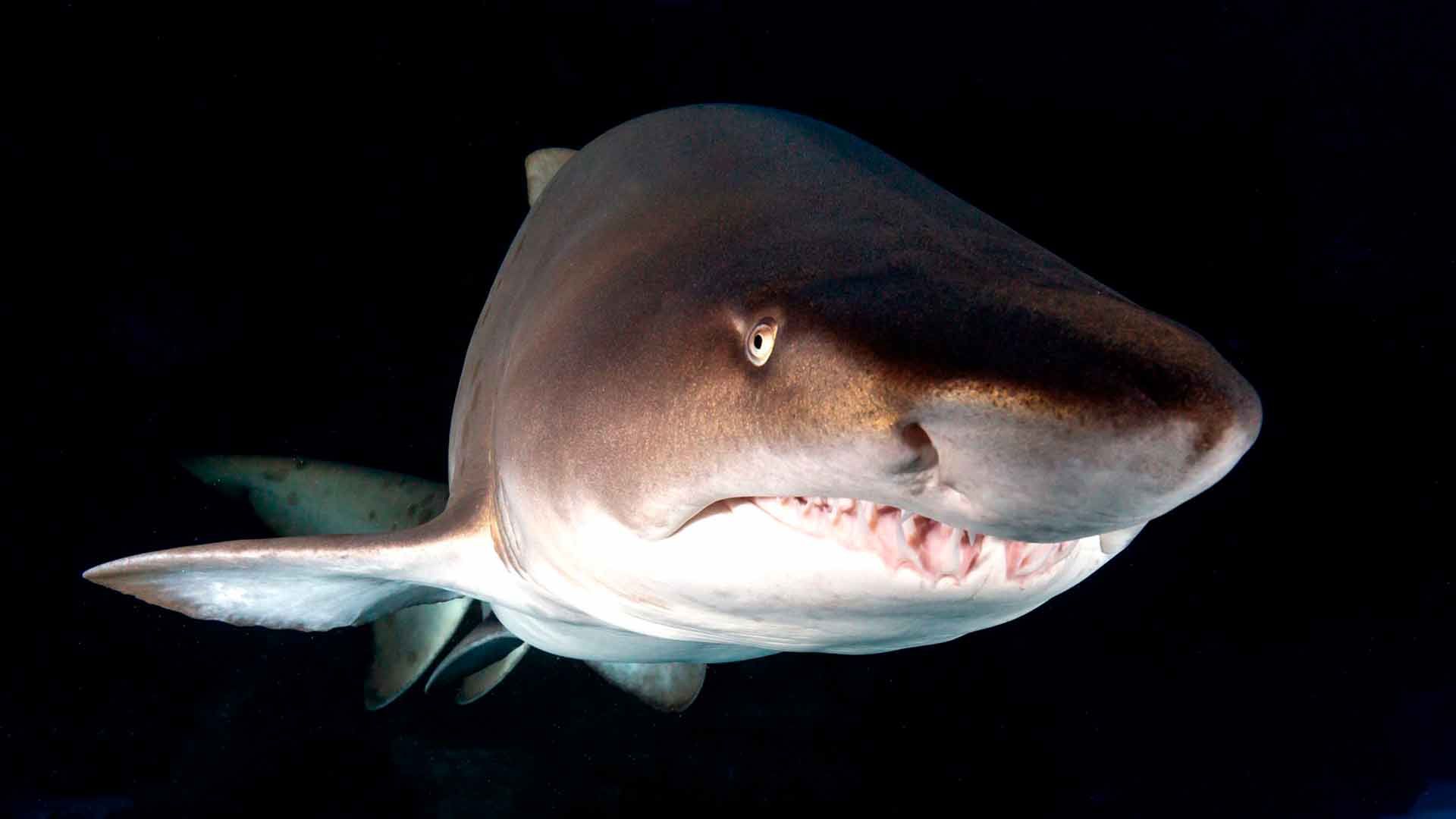 Tiburón Toro Bacota