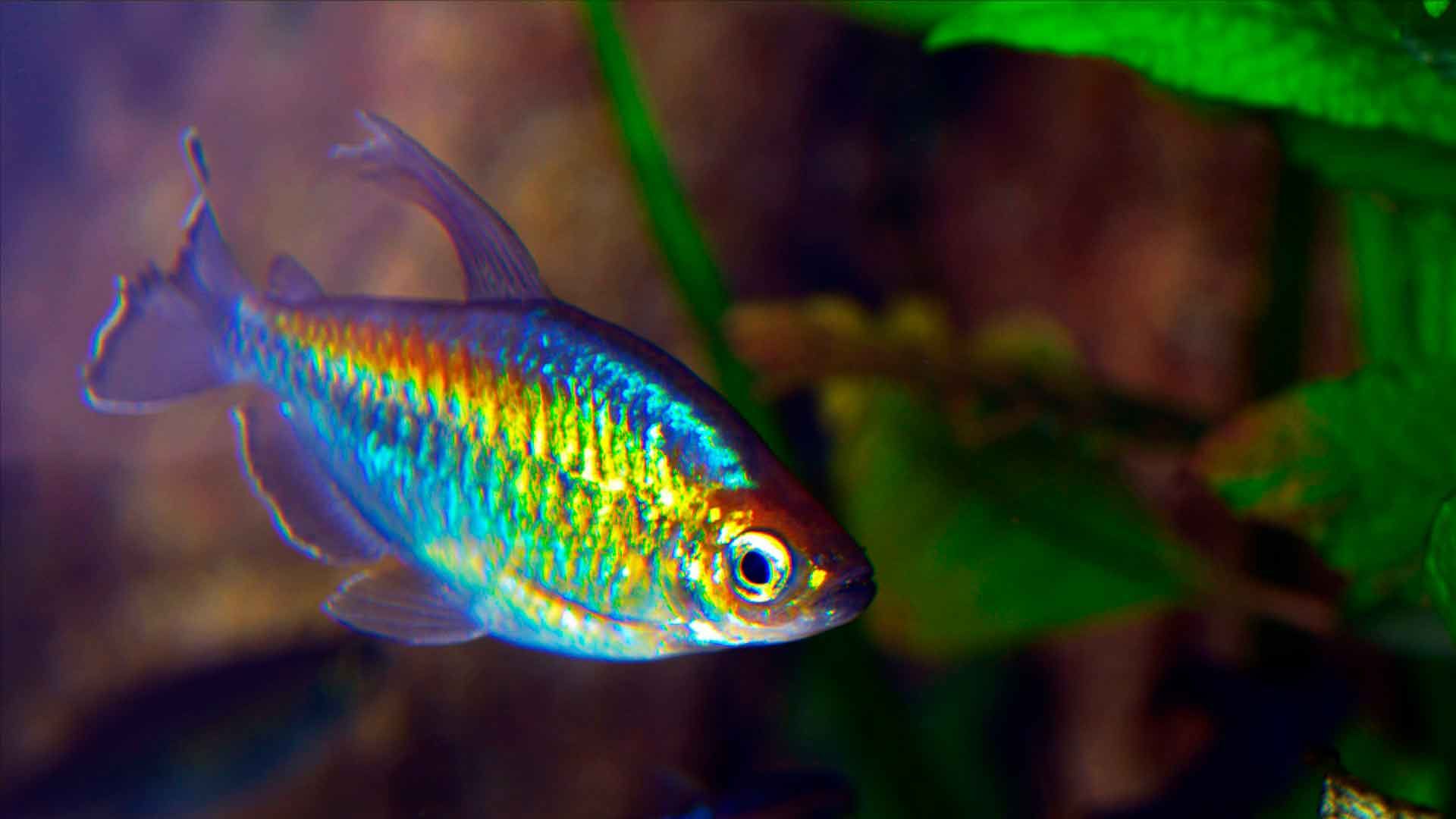 Tetra del Congo