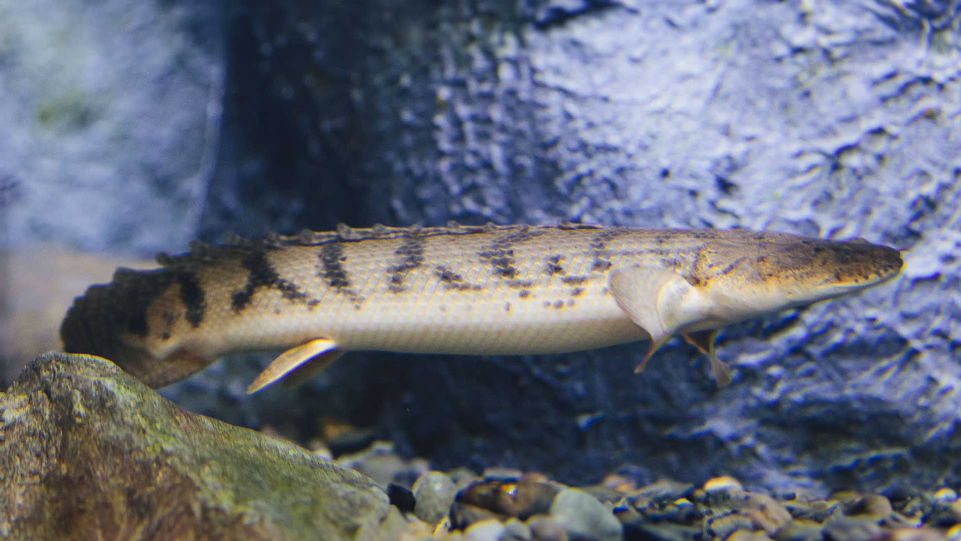 Bichir del Congo