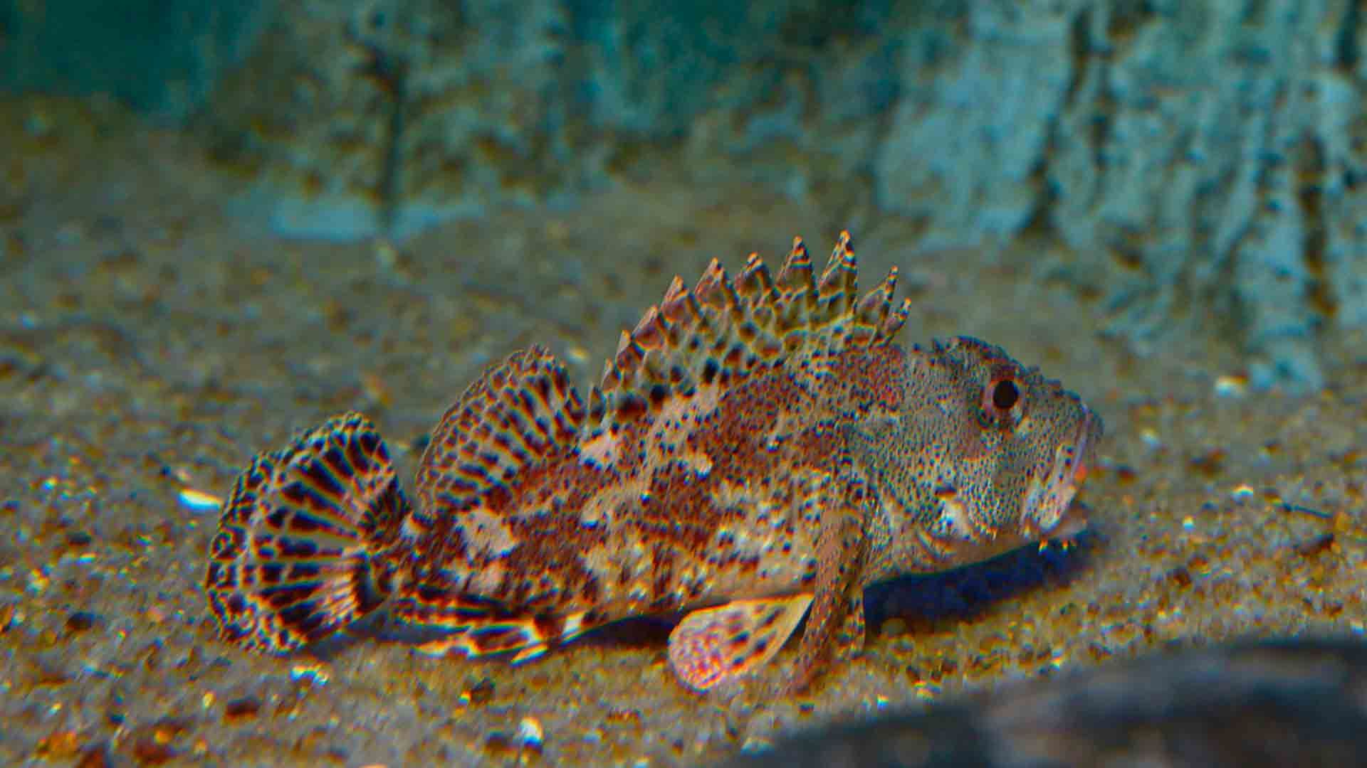 Großer Roter Drachenkopf Poema Del Mar Aquarium Gran Canaria