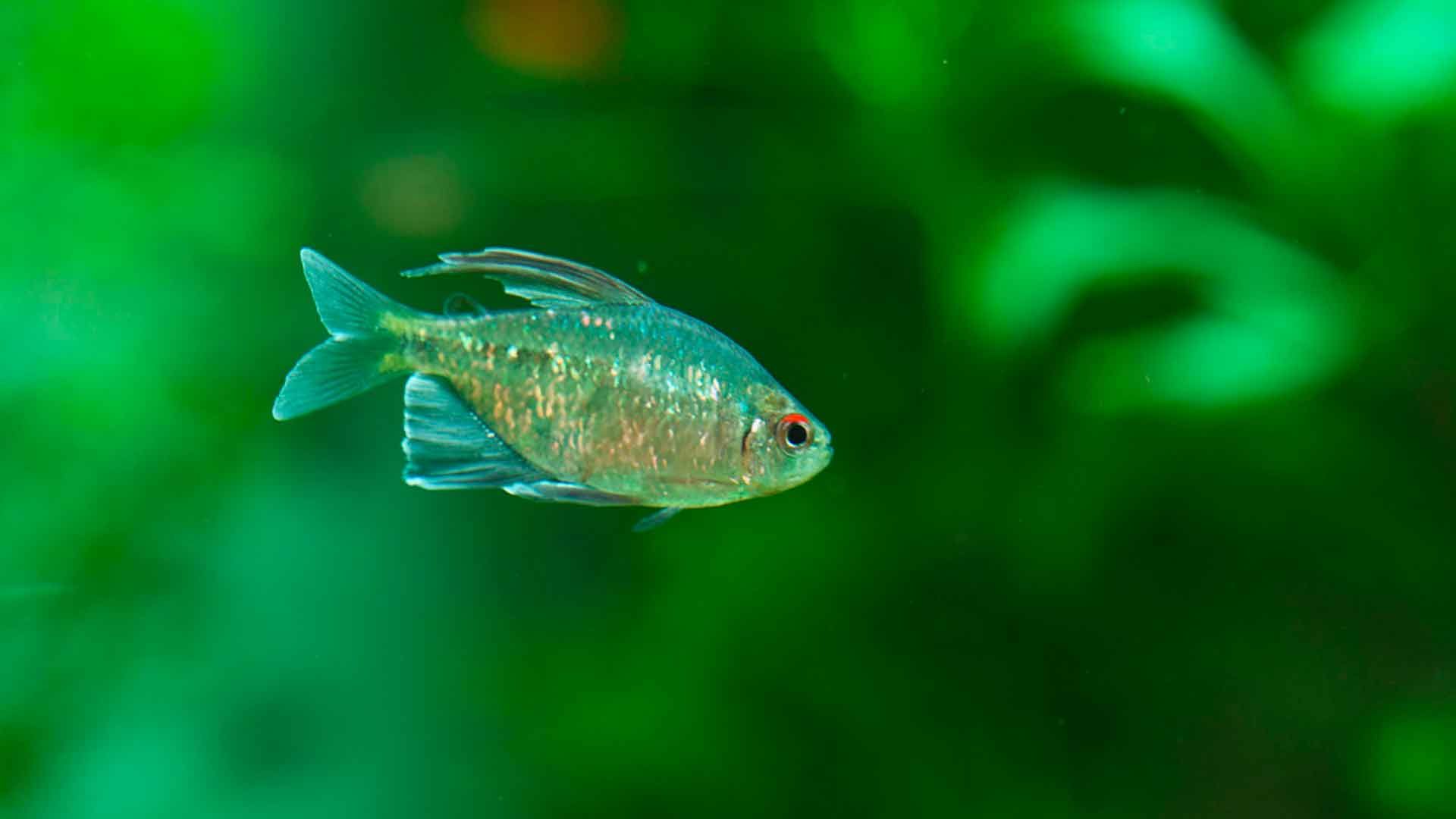 Tetra Diamante