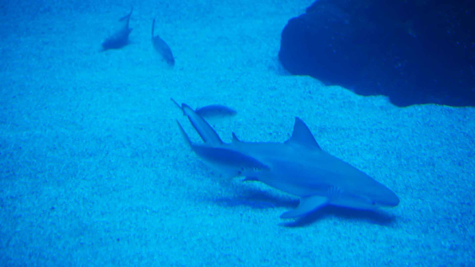 Tiburón Toro Leucas