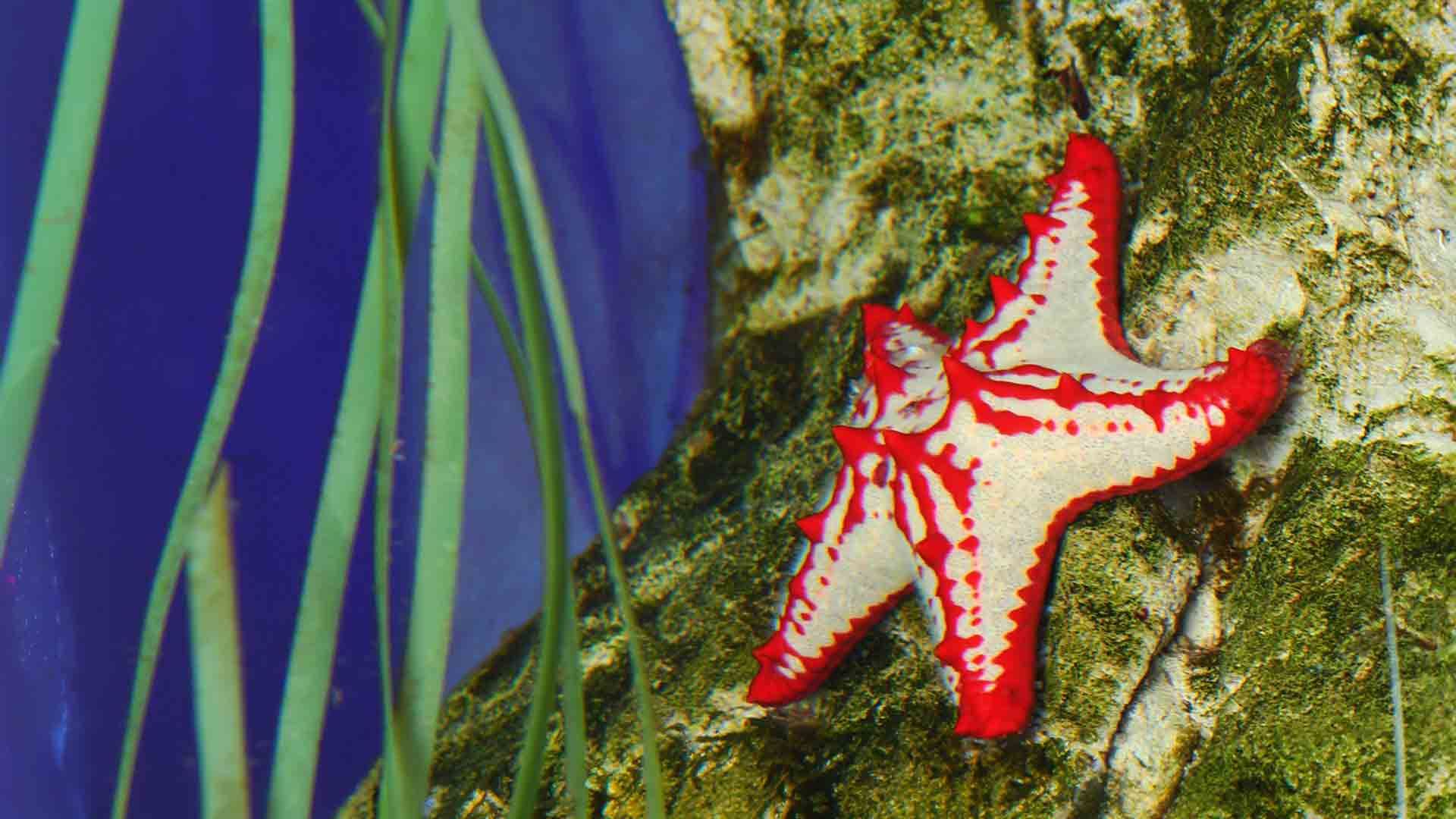 Estrella de Mar de Espinas Rojas