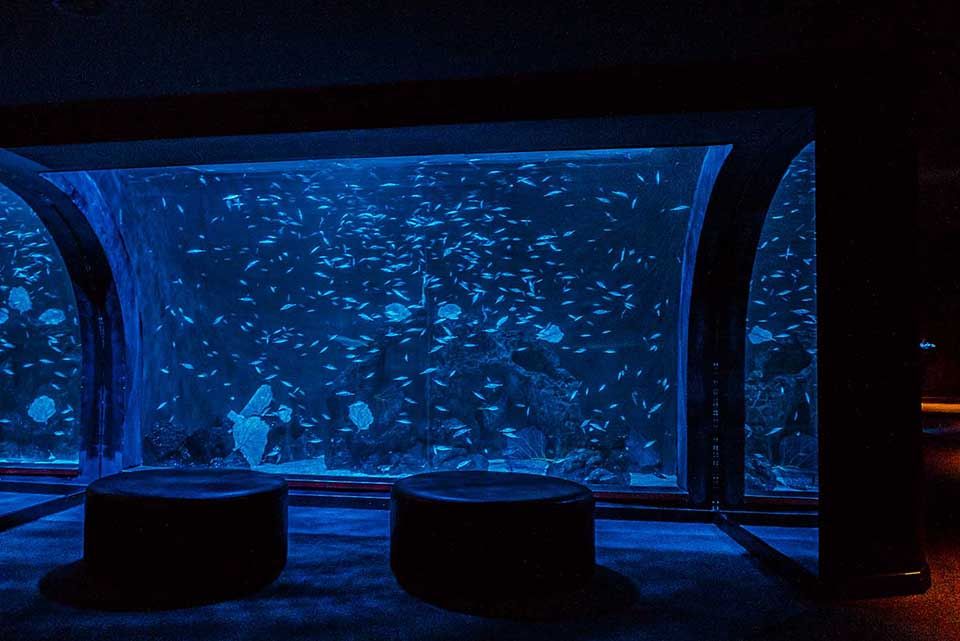 Shoaling and Schooling Poema del Mar Aquarium