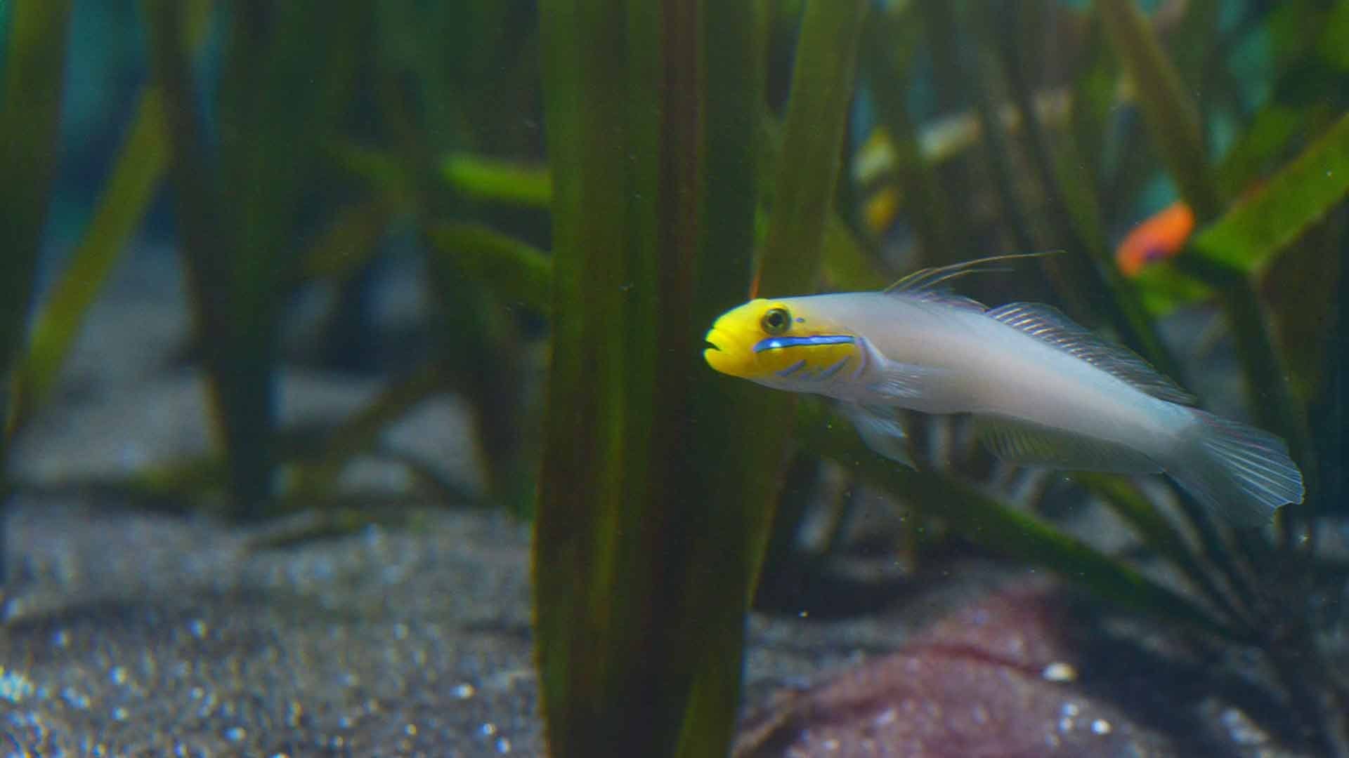 Gobio Cabeza Dorada Dormilón