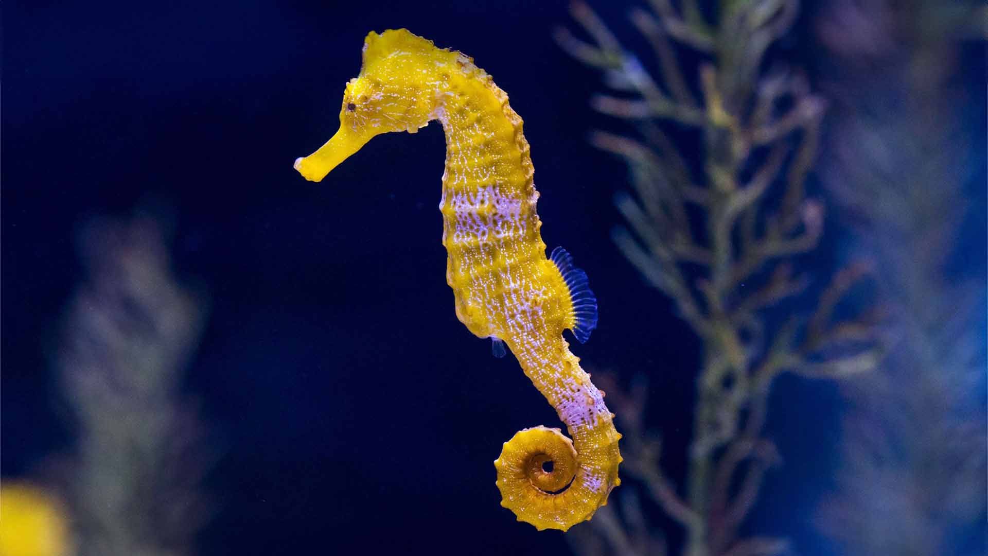 Caballito de Mar (Reidi) Poema Del Mar Acuario Gran Canaria