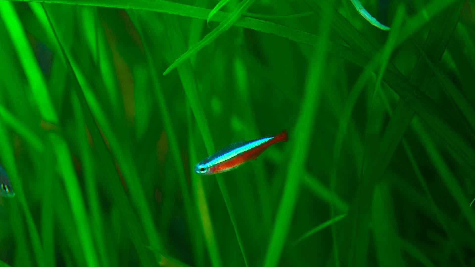 Tetra Cardenal
