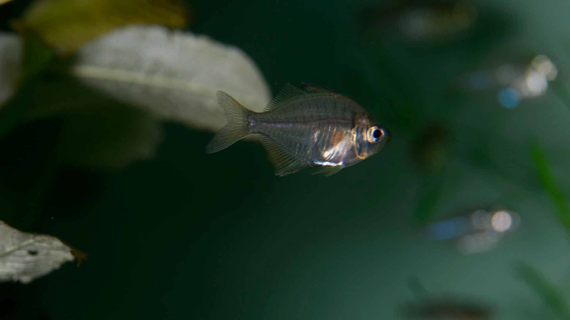 Pez Cristal de Aleta Alta