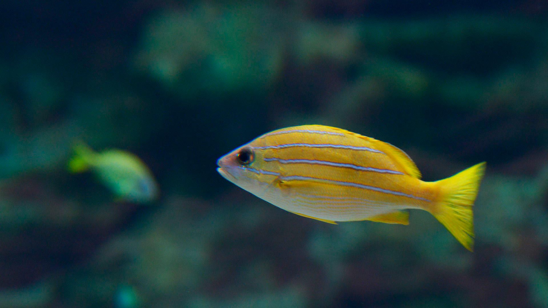 Blaustreifen-Schnapper Poema Del Mar Aquarium Gran Canaria