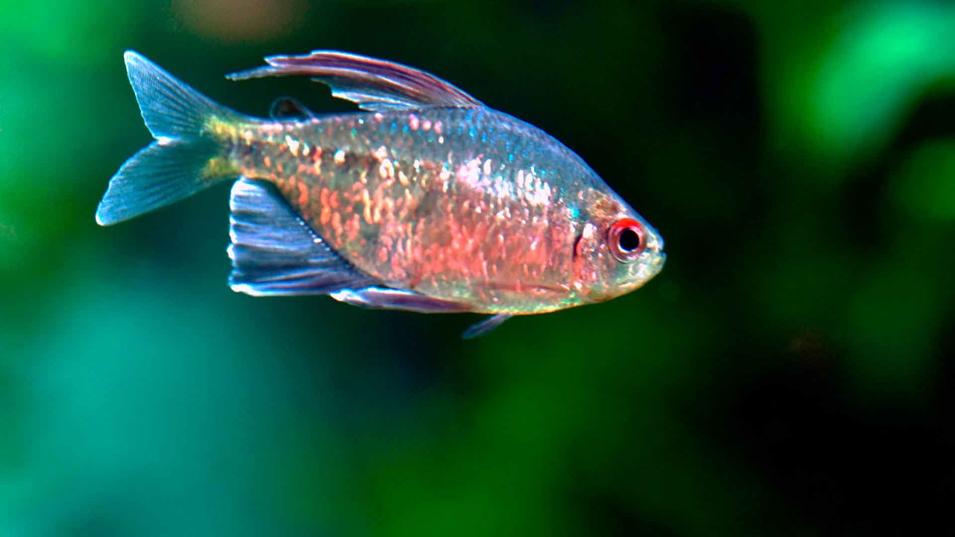 Tetra del Congo