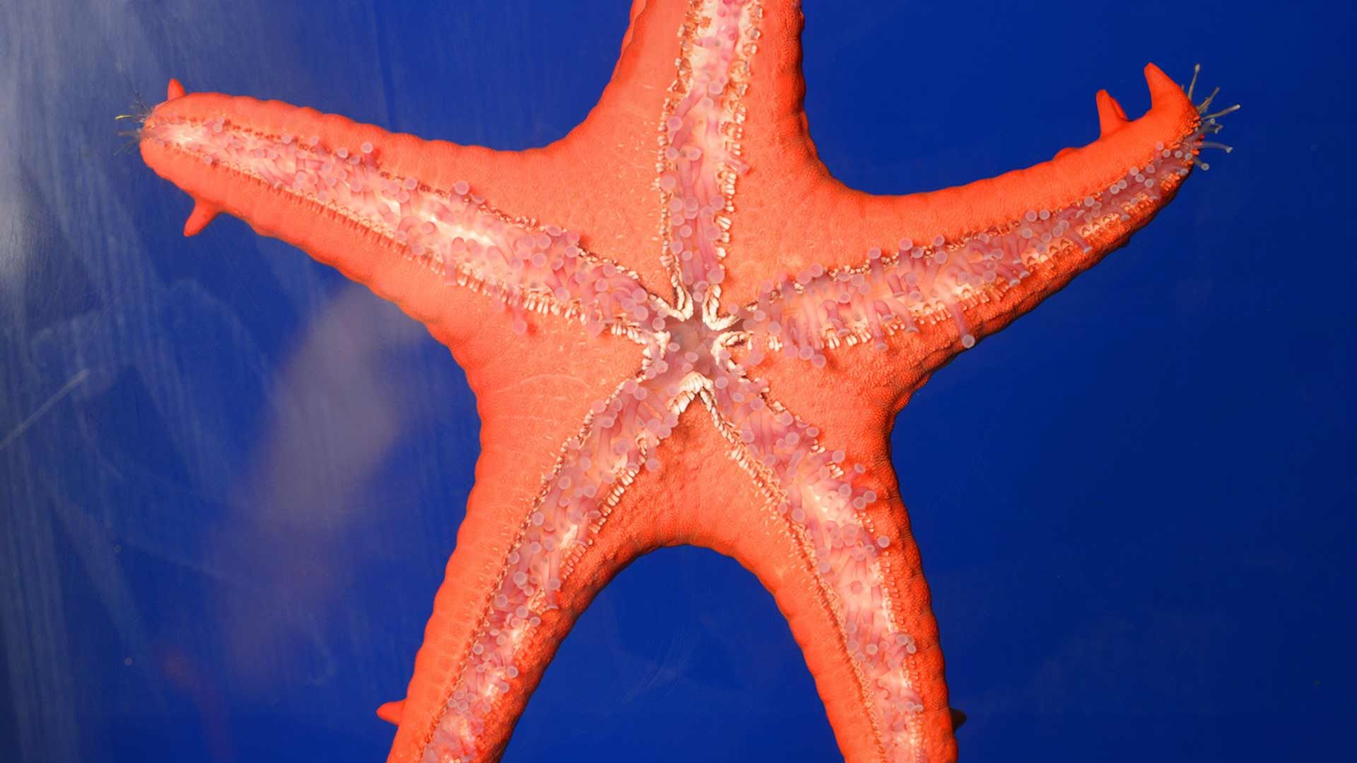 Estrella de Mar de Espinas Rojas