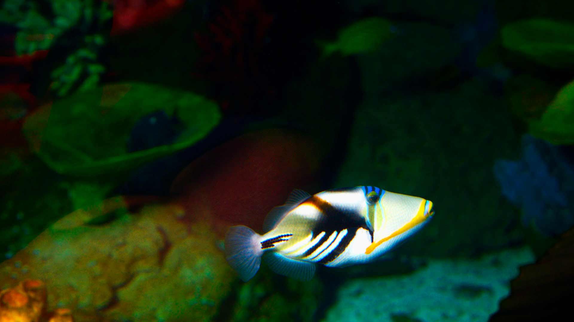 Pez Ballesta Picasso