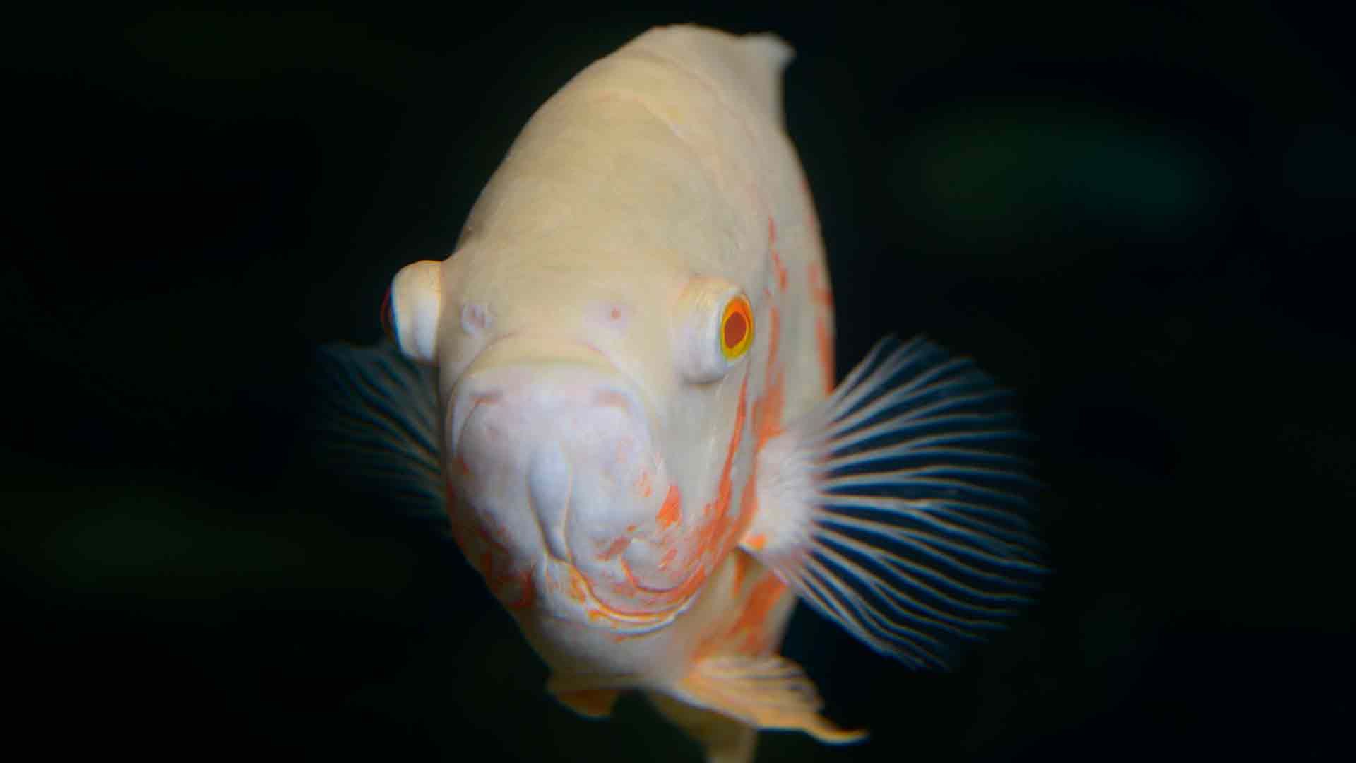 Marble Cichlid