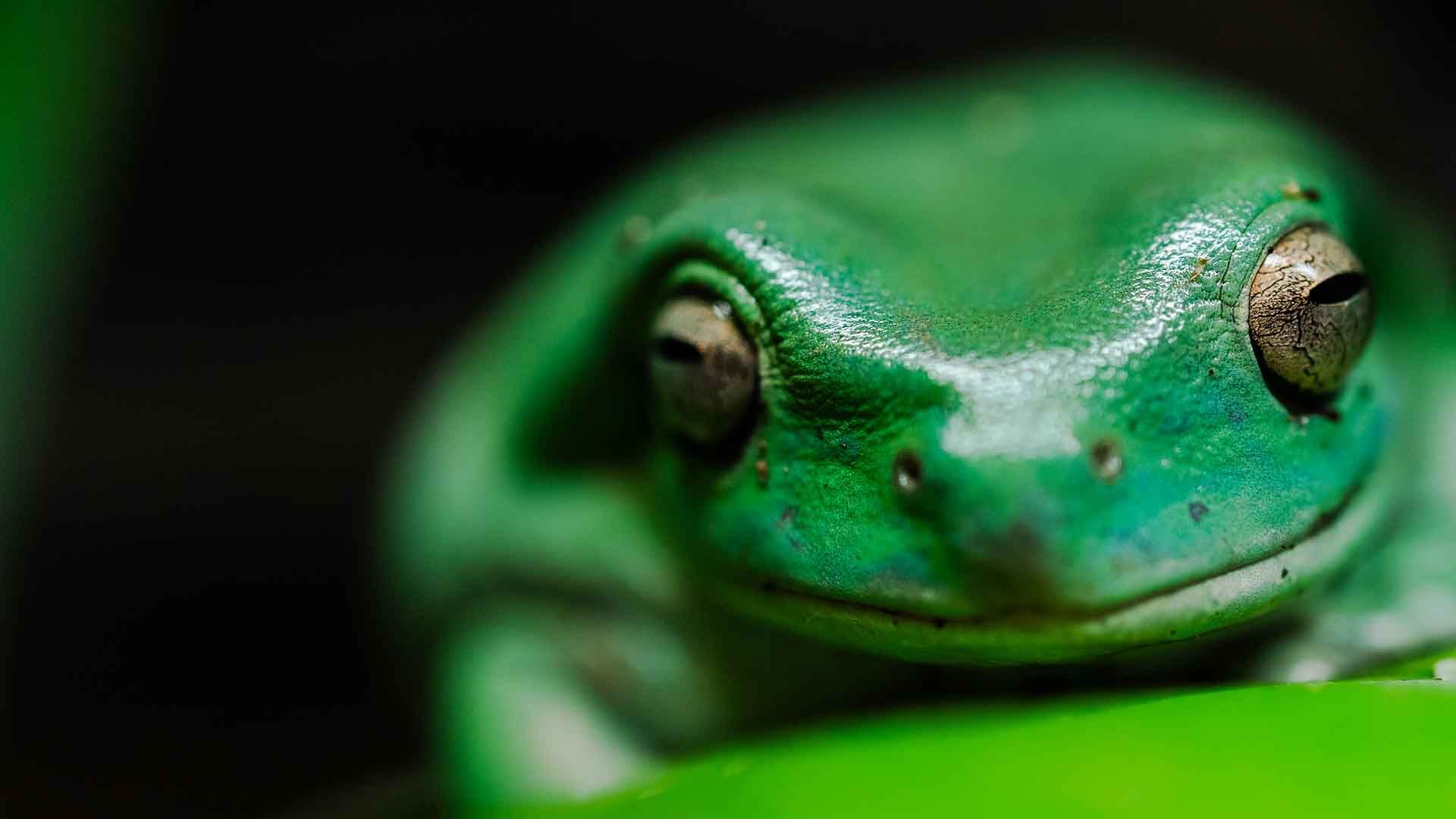 Rana arborícola verde Poema del Mar Acuario Gran Canaria