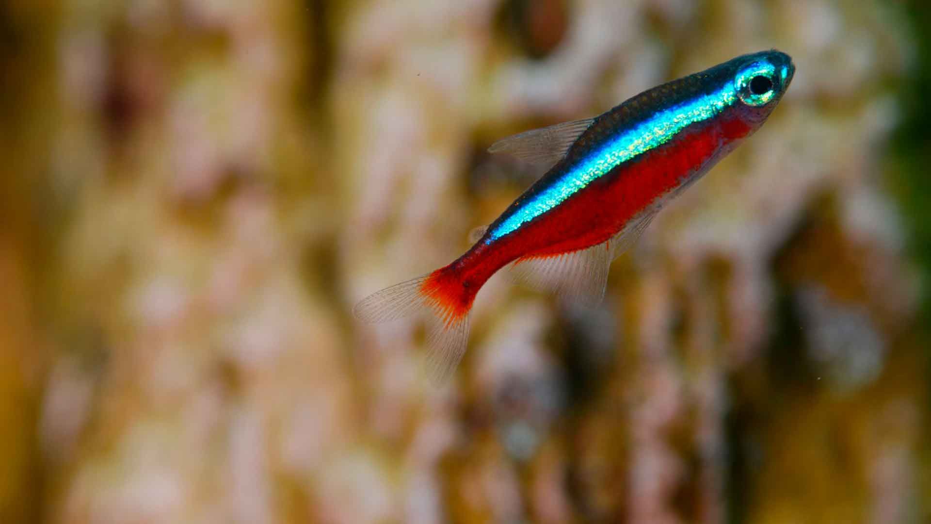 Tetra Cardenal