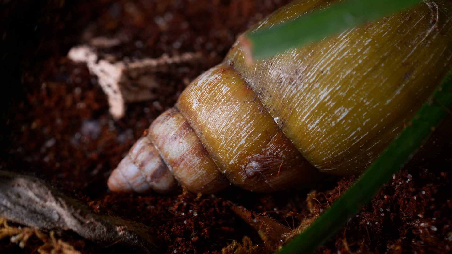 Caracol Gigante Africano