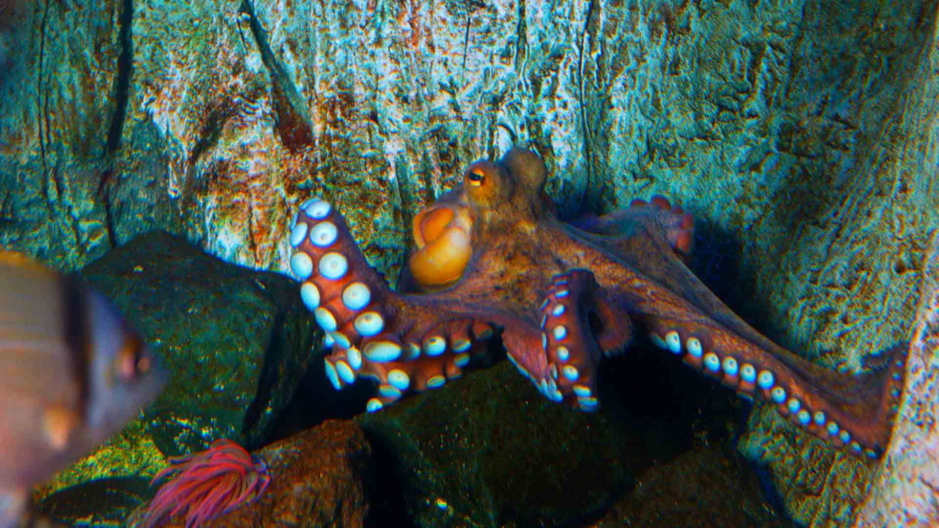 Pulpo Común