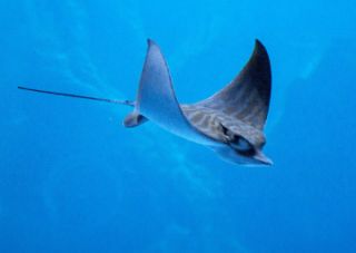 Bull Ray Poema del Mar Aquarium Gran Canaria