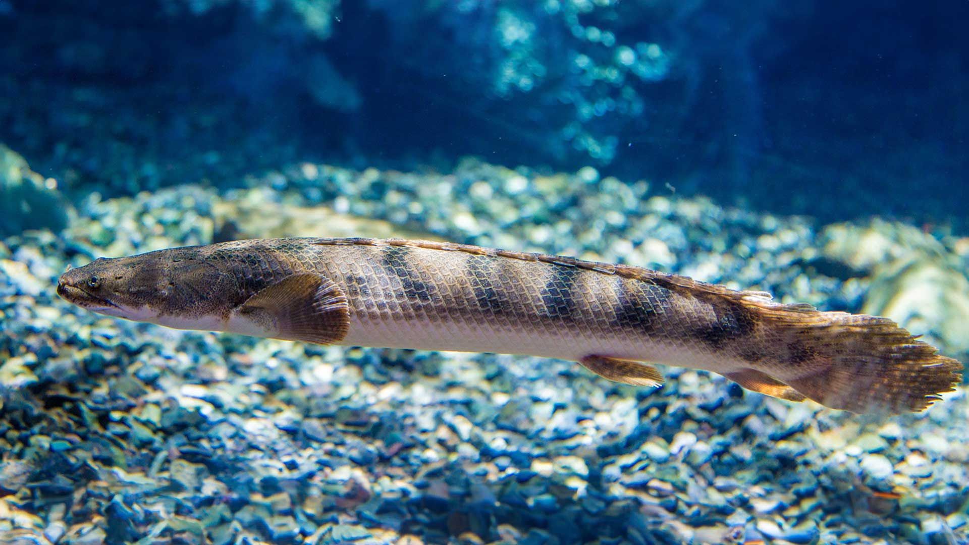 Bichir del Congo