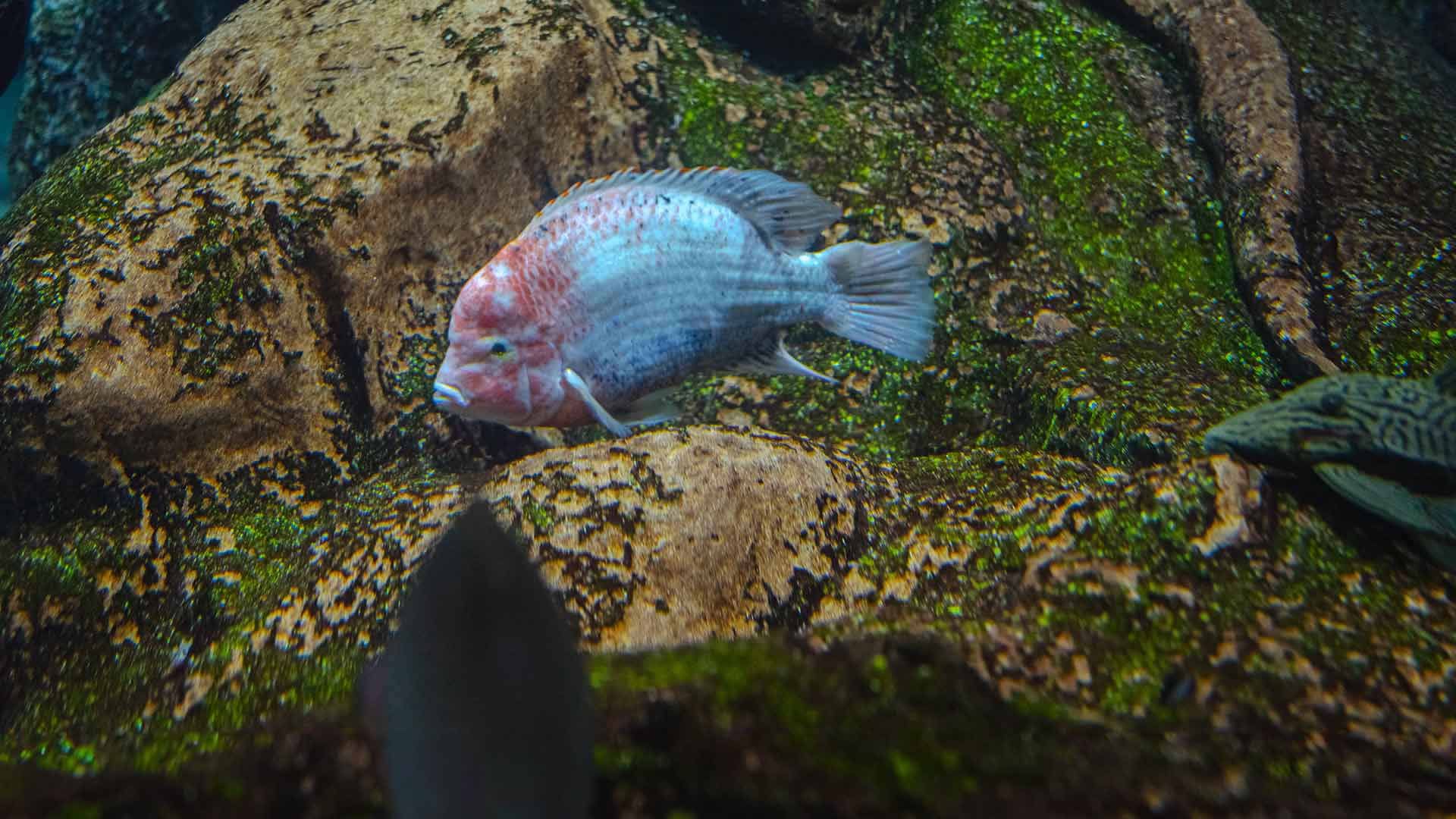 Vieja amazónica Poema Del Mar Acuario Gran Canaria