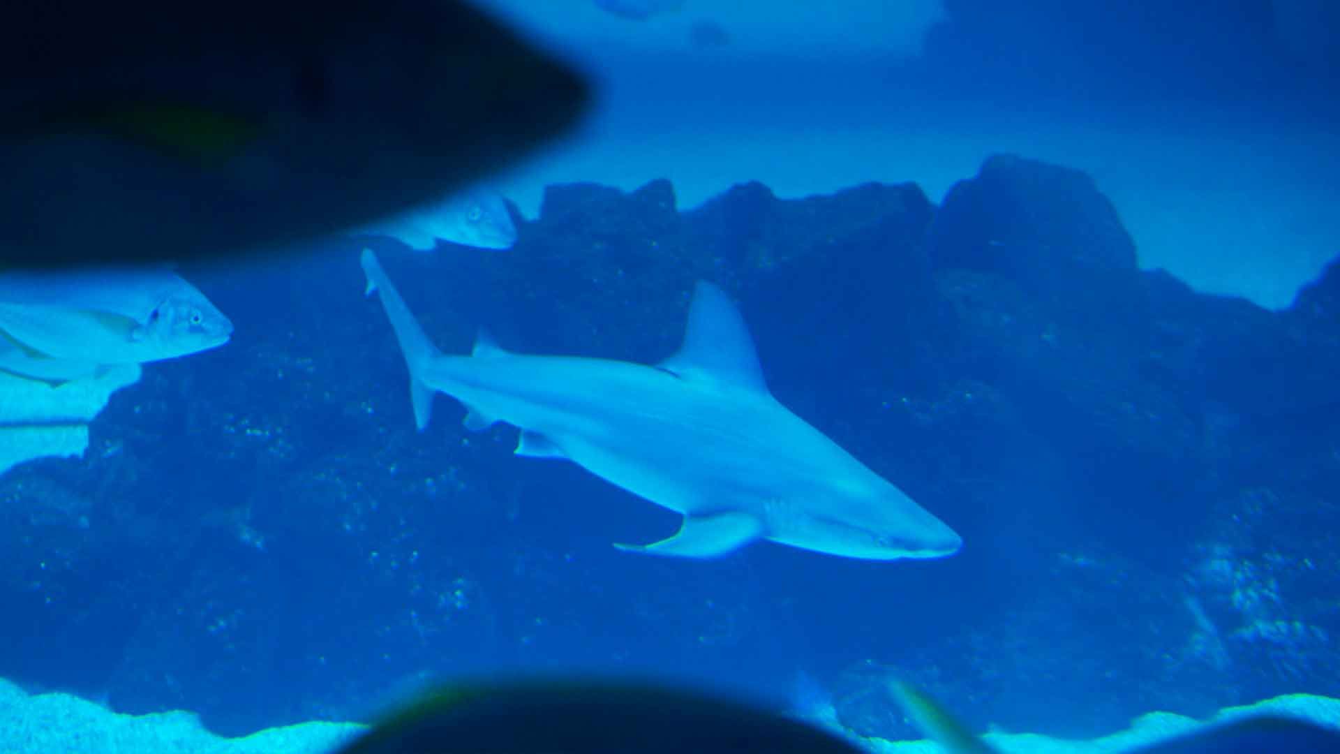 Tiburón Toro Leucas