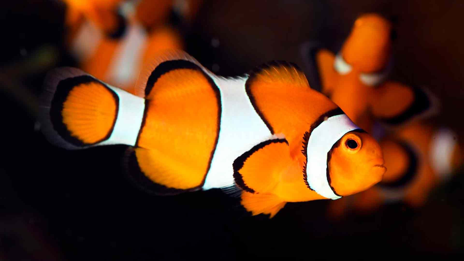 Pez Payaso Poema Del Mar Acuario Gran Canaria