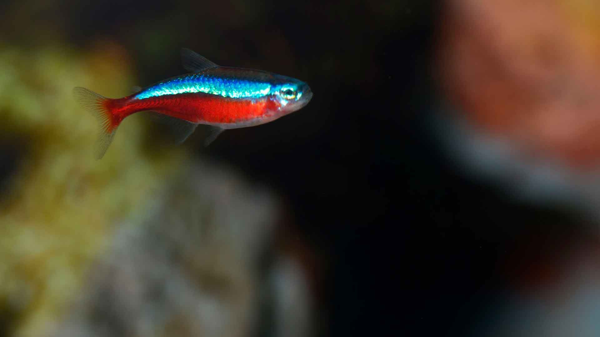 Tetra Cardenal