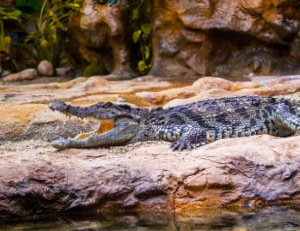 Crocodile Poema del Mar Aquarium Gran Canaria