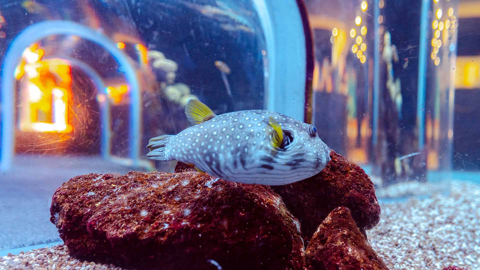 White-spotted puffer Poema Del Mar Aquarium Gran Canaria